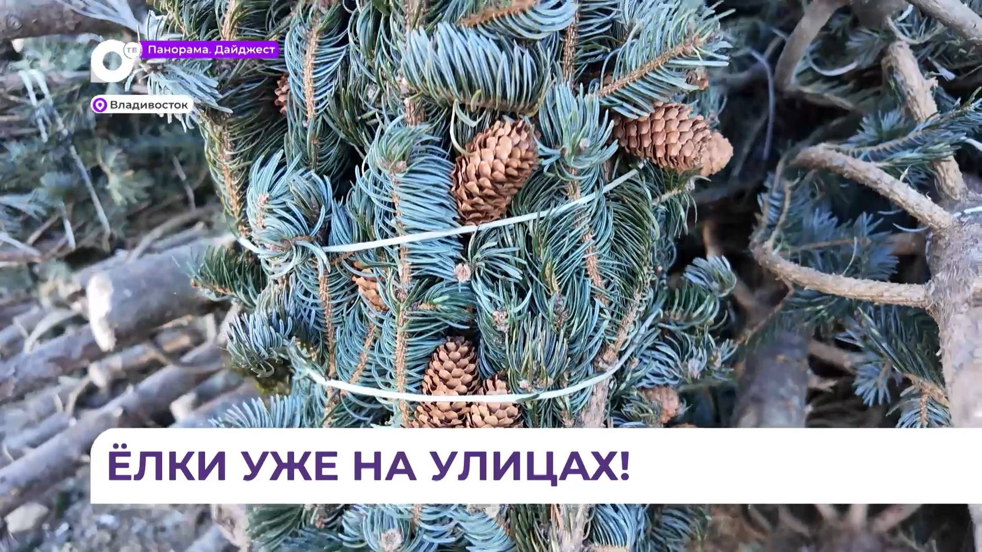 Во Владивостоке начали работу ёлочные базары