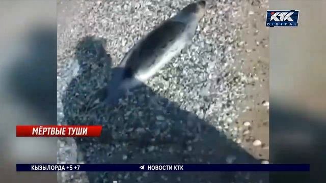 Десятки мертвых тюленей с выколотыми глазами нашли на берегу Каспия