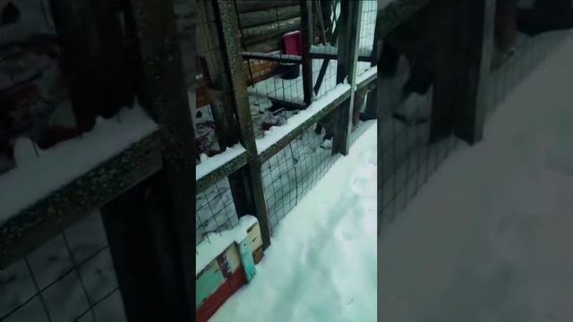 тарзан