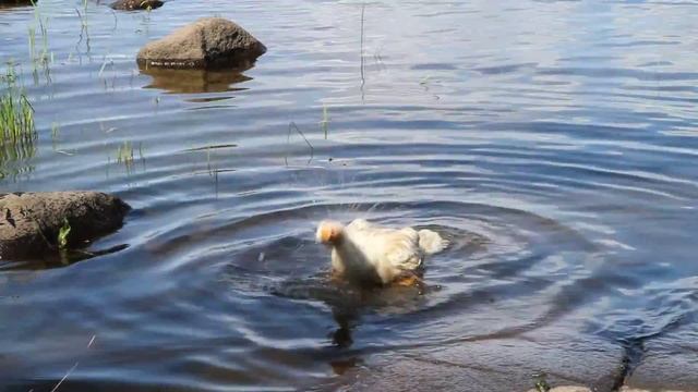 Гусиное утро / Goose morning