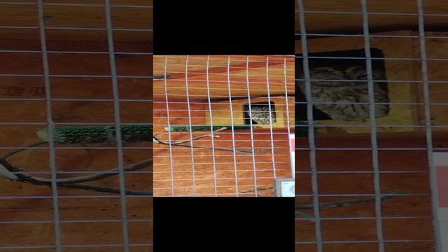 Птичий двор в Великом Новгороде