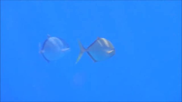 Золотые рыбки Шарм-эль-Шейха