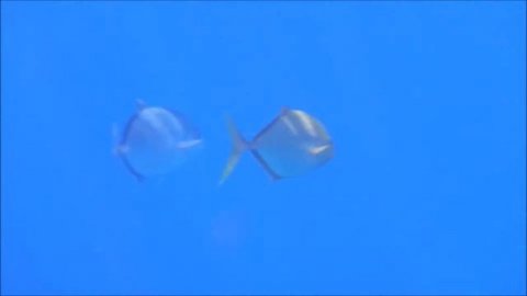 Золотые рыбки Шарм-эль-Шейха