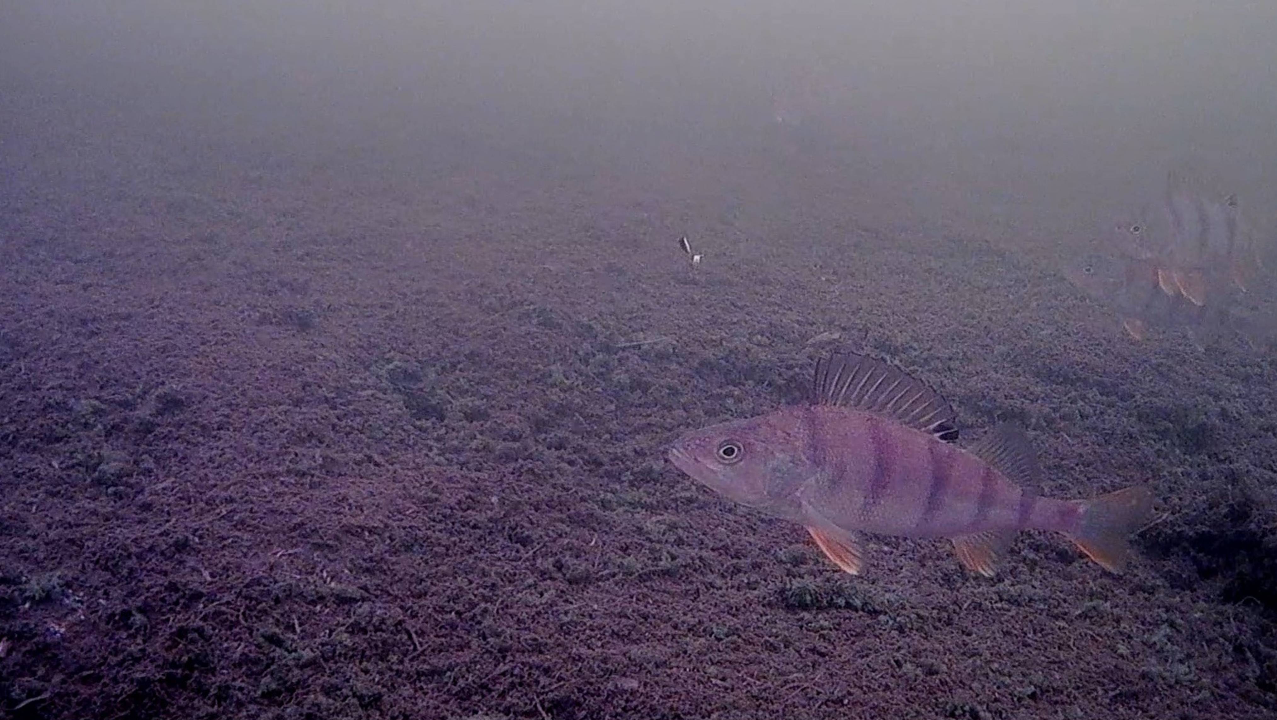 Красивый и спокойный подводный мир 2024-2025 #точкаотдыха64 #подводнаясъемка #окунь
#фокусфиш