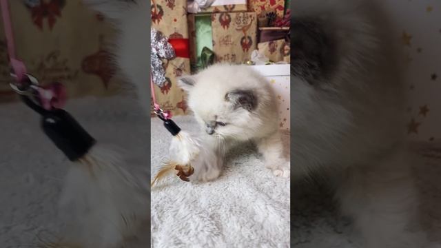 ШОУ красавица Рэгдолл Xantiya 💓

https://vk.com/okcats_40
Inst: @okcats_40