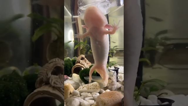 #аксолотль #axolotl