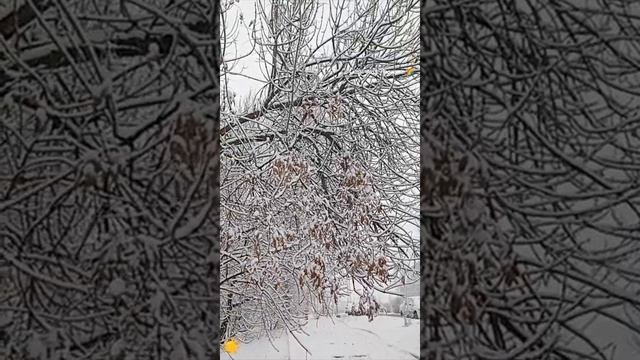 Природа удивляет . Смайлик . Саратов 12.12.24 Снег