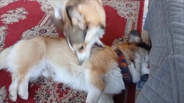 1000042578.mp4