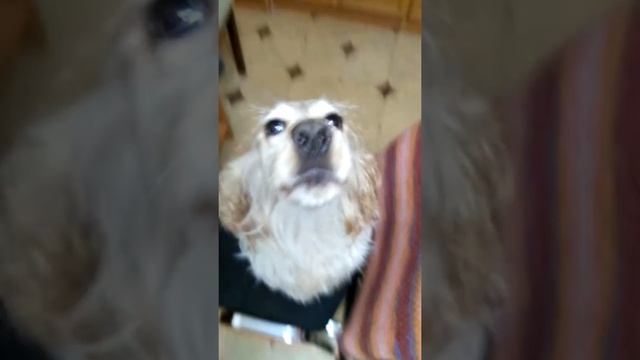 Собака поет песню "Зеркало" из к/ф Чародеи / The dog is singing a song