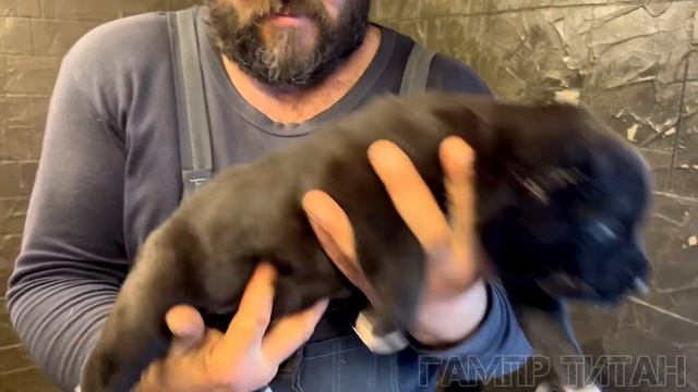 ГАМПР ТИТАН.ШИКАРНАЯ ДЕВОЧКА ОТ УНИКАЛЬНЫХ РОДИТЕЛЕЙ.ДЛЯ ТЕХ КТО МЕЧТАЕТ О ТЕМНОМ ОКРАСЕ.
