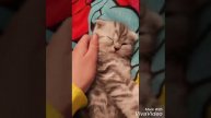 Все животные! Просто милота!