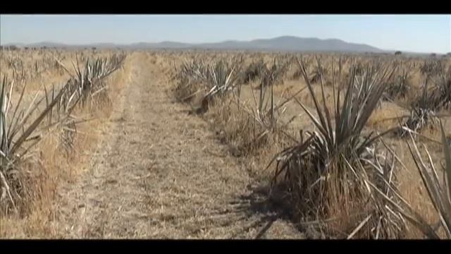 !No Que No! Destilado 100% de Agave Azul