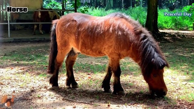 Cute Little Farm Animal Sounds - Alpaca, Flamingo, Cat, Bird, Goat, Sheep, Lemming