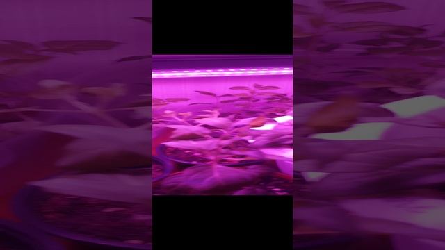 1000041275.mp4