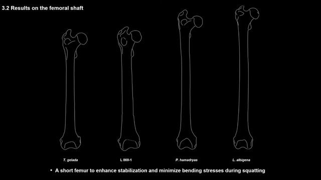 A5 Laurent Pallas et al L’anatomie postcrânienne de la jambe et la cheville de Theropithecus brumpt