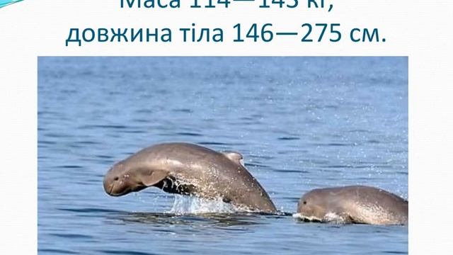 Матеріали для дистанційної роботи за темою "Дельфінові"