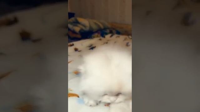 Кошечка Ромашка