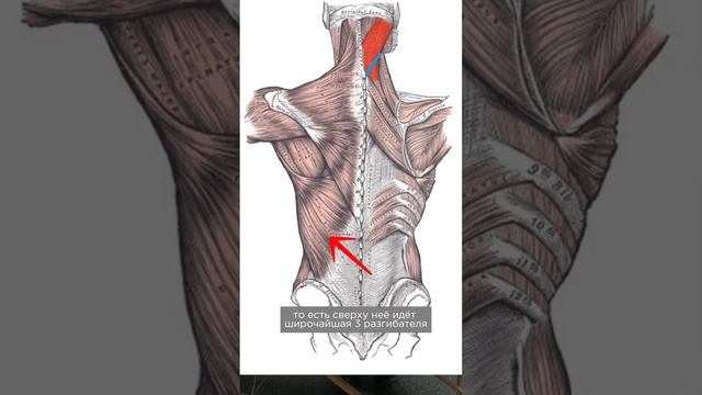 Как достать до ГЛУБОКИХ МЫШЦ ?