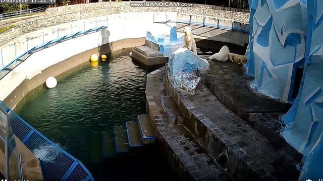Шайна прятала косточку, но решила её догрызть 07.05.2020