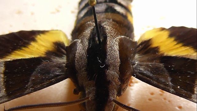 БРАЖНИКИ: 226. Macroglossum mitchellii