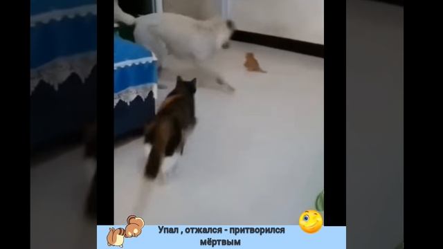 УПАЛ .. ОТЖАЛСЯ.. ПРИТВОРИЛСЯ МЁРТВЫМ ( кот забияка )
