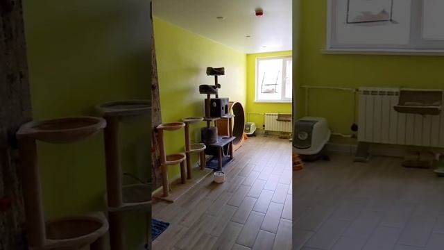 Комната для котиков с ВИК-инфекцией