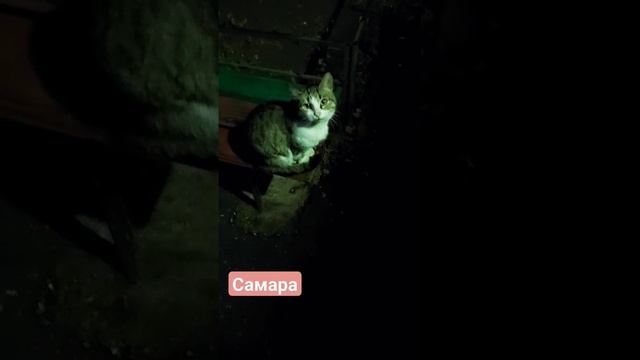 На этом видео она ещё не знает,что ее забирают на лечение... #помощьживотным #кошкасамара #ищемдом