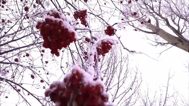 РЯБИНЫ в ЗИМНЕМ ГОРОДЕ