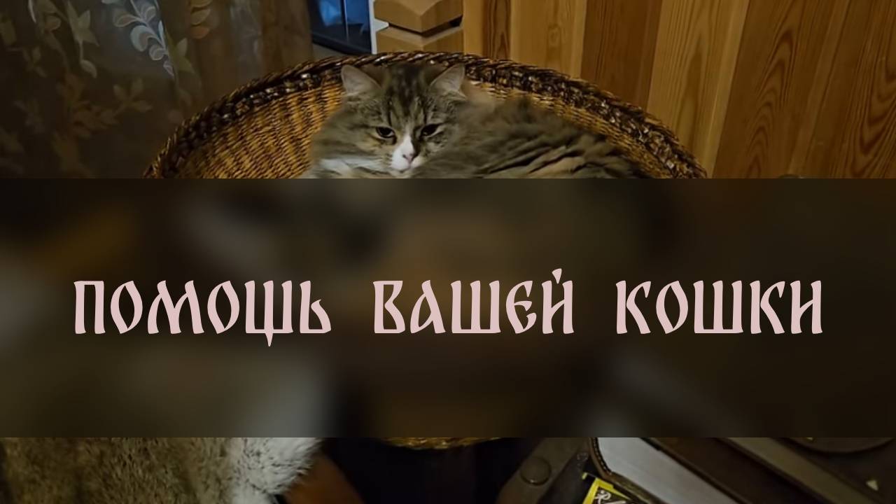 ПОМОЩЬ ВАШЕЙ КОШКИ. ДЛЯ ВСЕХ ▴ ВЕДЬМИНА ИЗБА. ИНГА ХОСРОЕВА