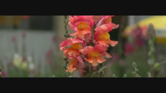 Test JVC GC PX100