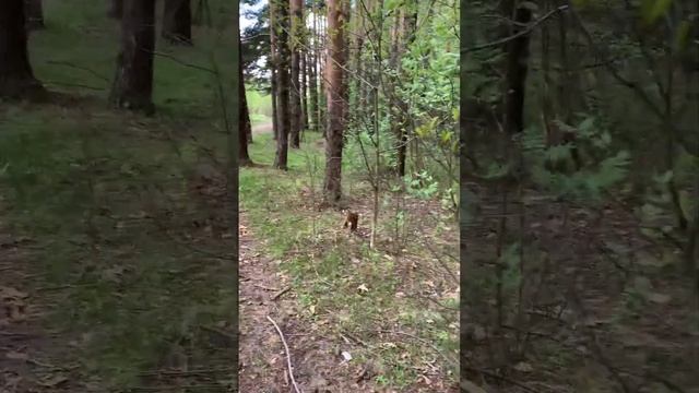 Wow! It’s a squirrel in the Moscow district city forest :)