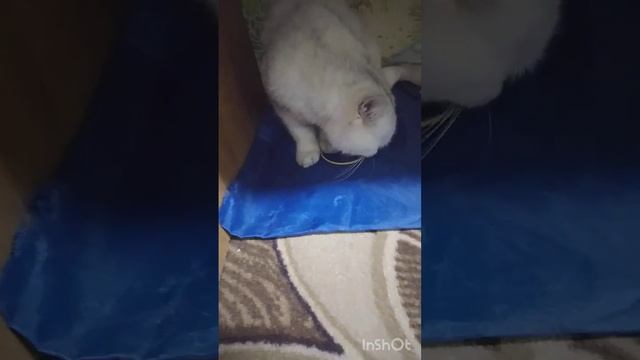 Снежа нашла новую игрушку.