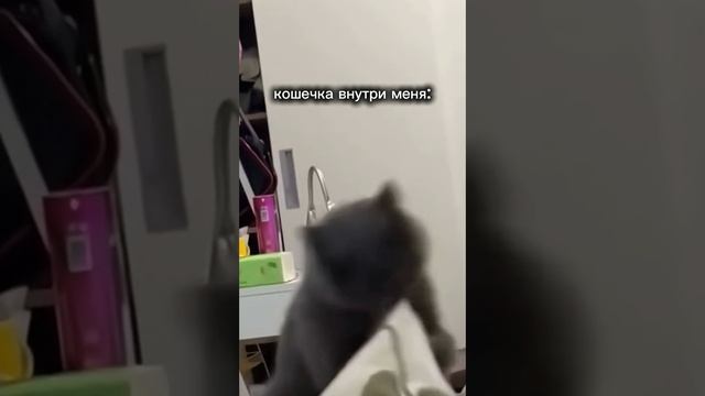 Ваша внутренняя кошечка сводит меня с ума