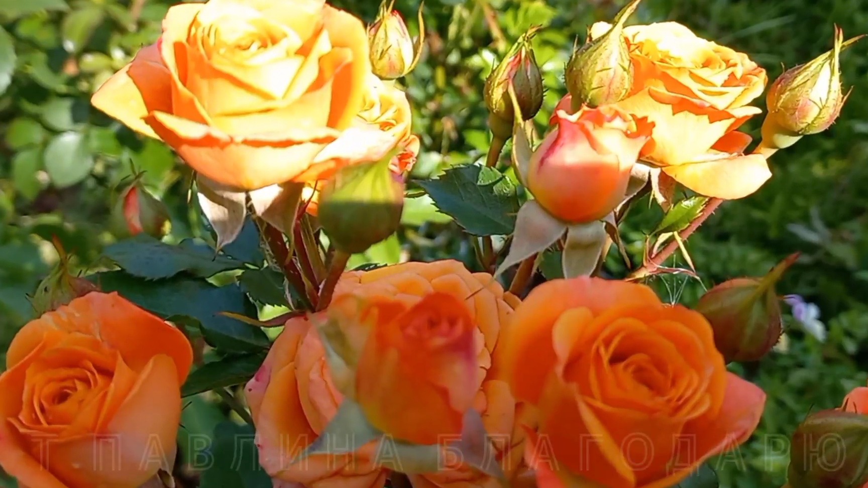 Самые роскошные цветы АВГУСТА. Розы 🌹 георгины  флоксы.