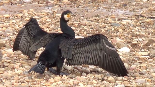 CORMORAN SECANDO SUS PLUMAS