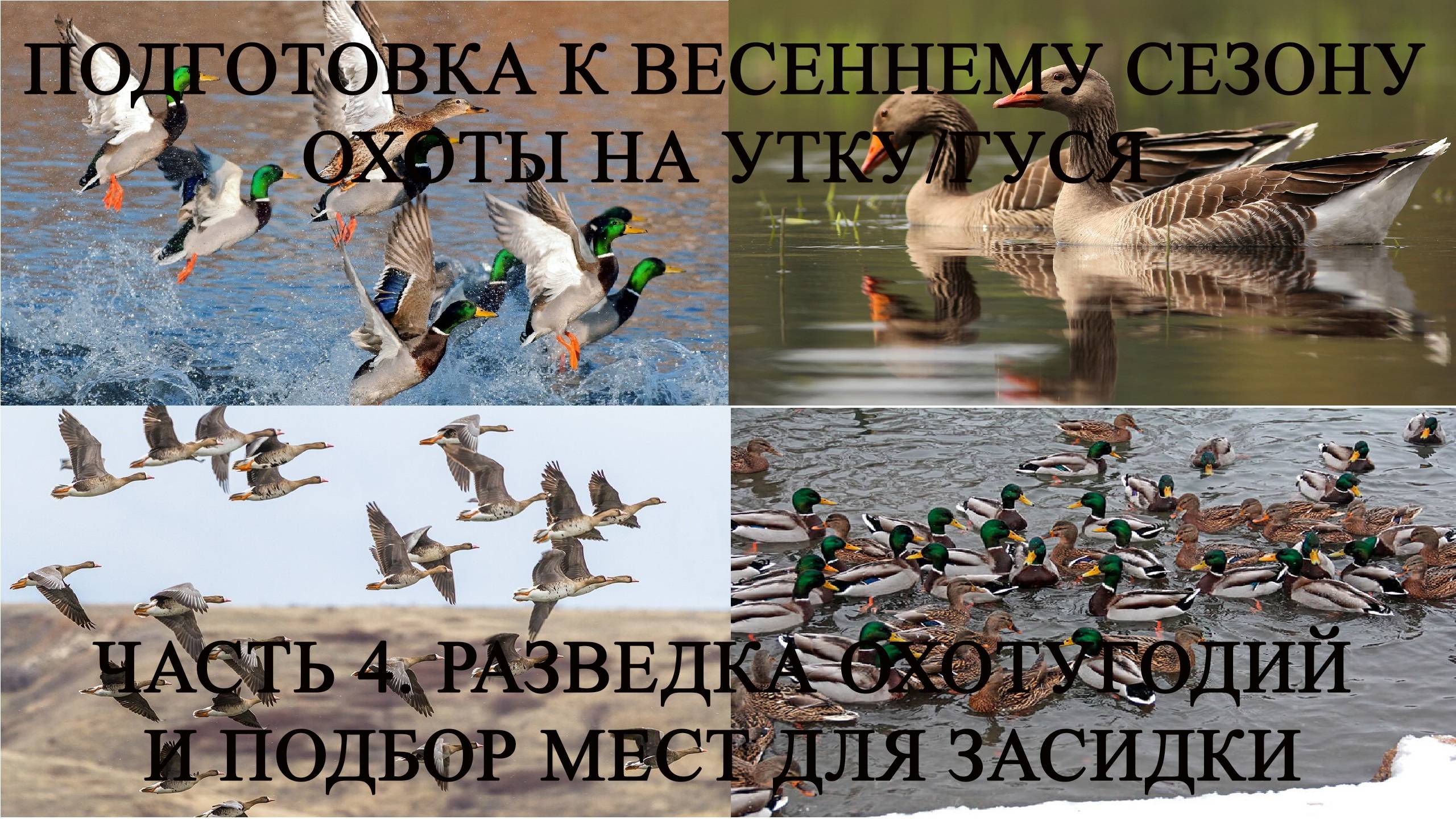 Подготовка к весеннему сезону охоты на утку и гуся (Часть 4. Разведка охотугодий и подбор мест)