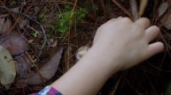 能让我凌晨4点起床的,只有上山找菌子了!【滇西小哥】