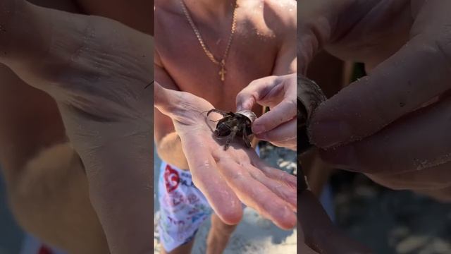 На Мальдивах поймал краба
