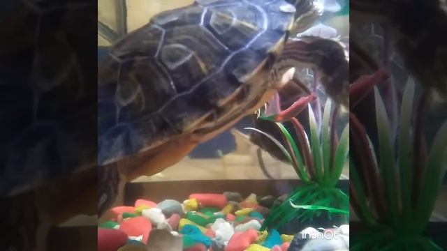 Черепашкин вечер. часть 4