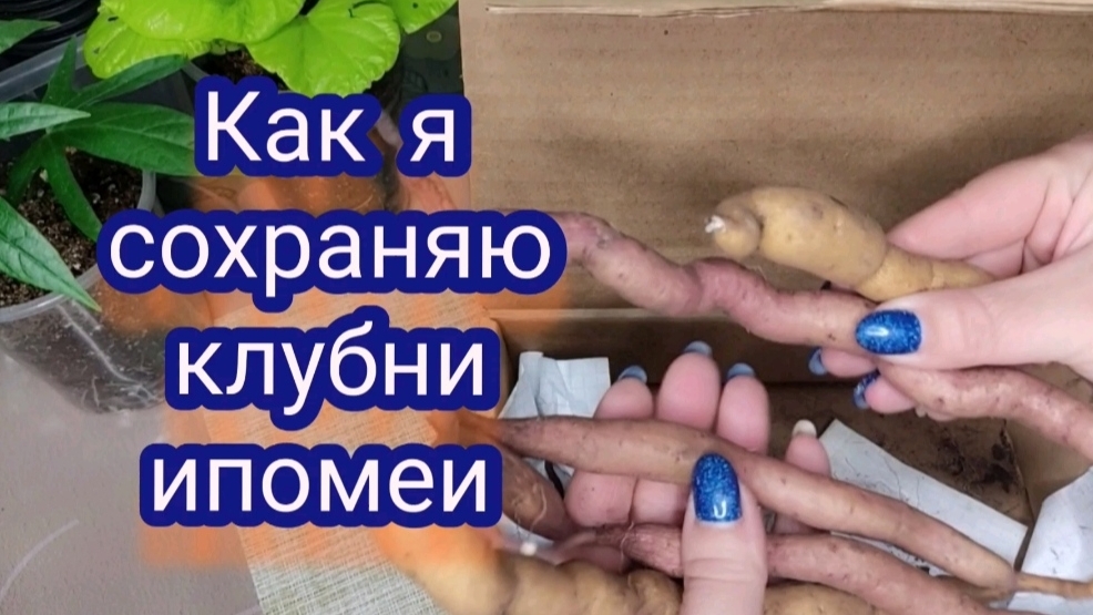 Сохраняю клубни ипомеи батат. Мой первый опыт, что из этого вышло.