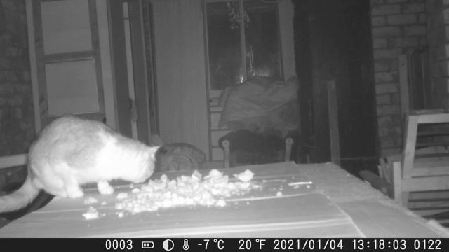 Тест ФОТО-ВИДЕО-ОХОТНИКА камеры 36 мегапикселей FULL HD с ночным видением и датчиком движения