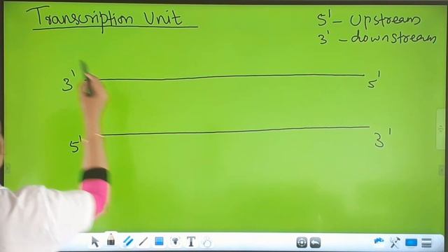 Class 12 Biology Chapter 6 Molecular Basis of Inheritance Part-11