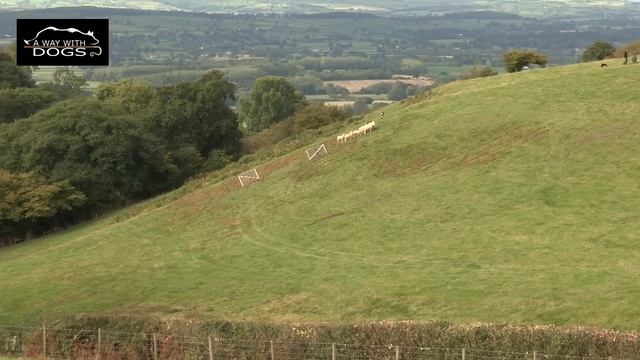Sheepdog Trial - Semi Final 1 - 'A Way with Dogs' - Series Two