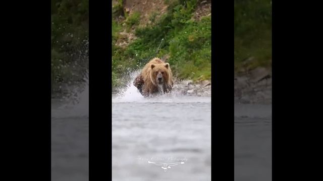 Медведи смешные, медведи страшные. Все о медведях.