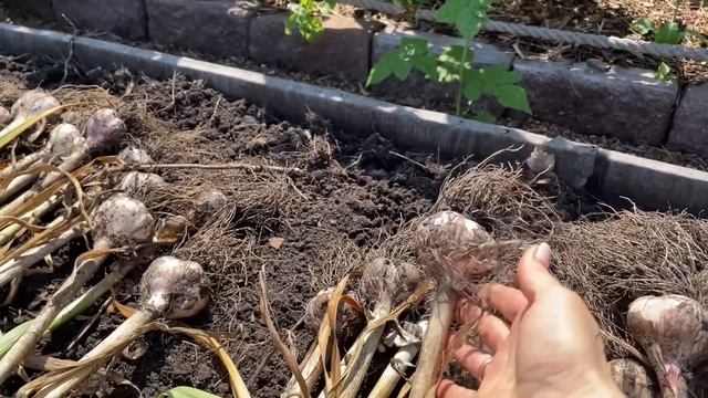 ЧЕСНОК БУДЕТ ЛЕЖАТЬ ДОЛГО, все про уборку и хранение!