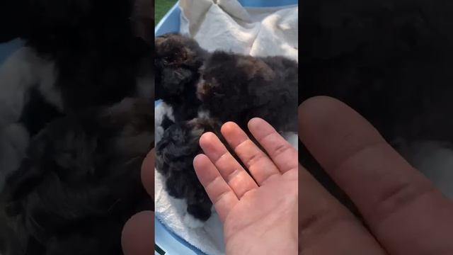 Тикап Тедди Пудель Китай