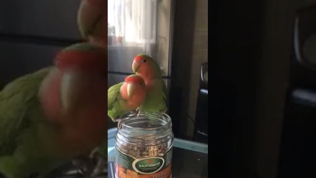 Попугай Неразлучник