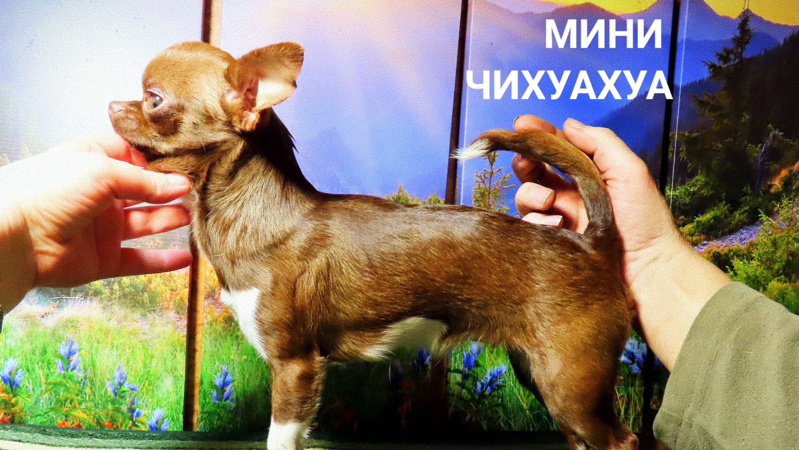 #продаю_МИНИ_чихуахуа Магнолия #ЦЕНА_в_видео #купитьчихуахуа 89215950848 #есть_ДОСТАВКА