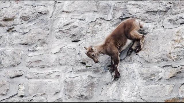 🏔️ Альпы. Козлёнок и его мать отправляются в путь, их ждёт невообразимое испытание.