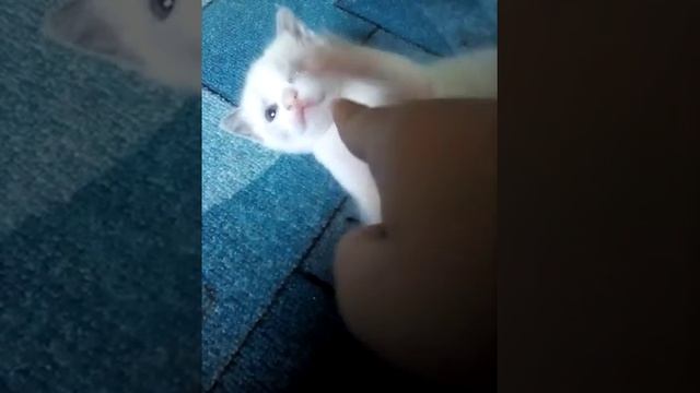 Муся гуляет